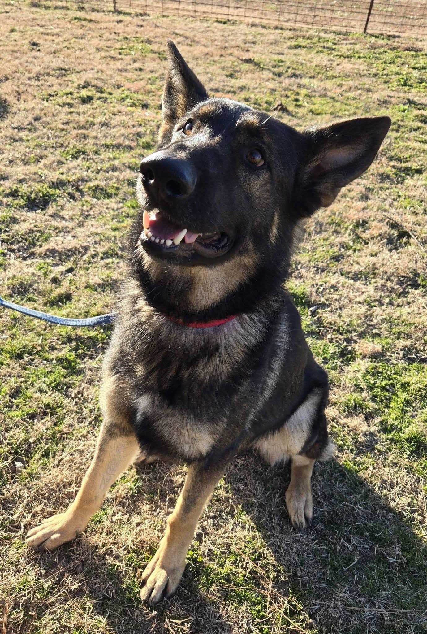Enlarge Mack, an adopted mixed breed in Okemah, OK image 5/6