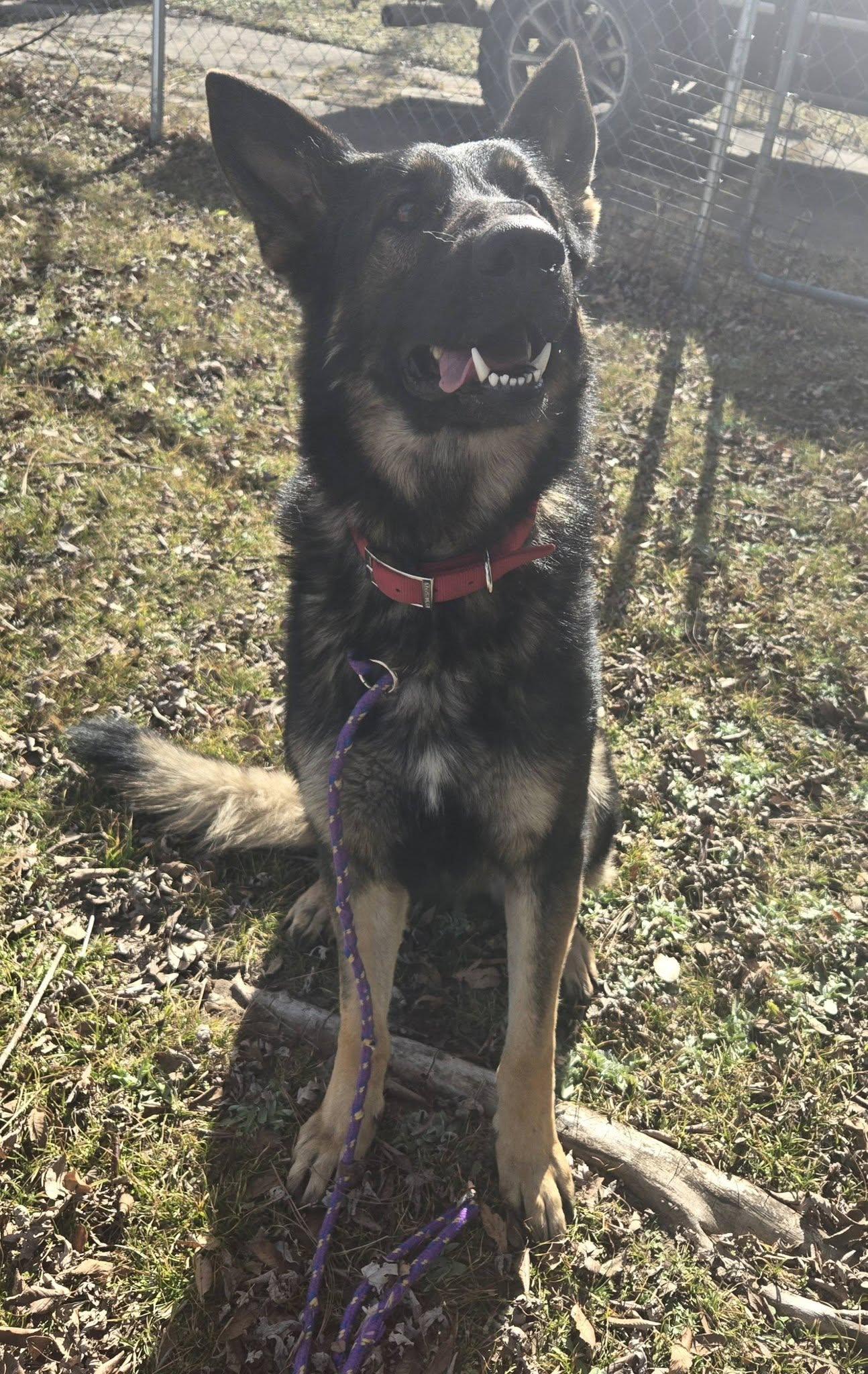Enlarge Mack, an adopted mixed breed in Okemah, OK image 3/6