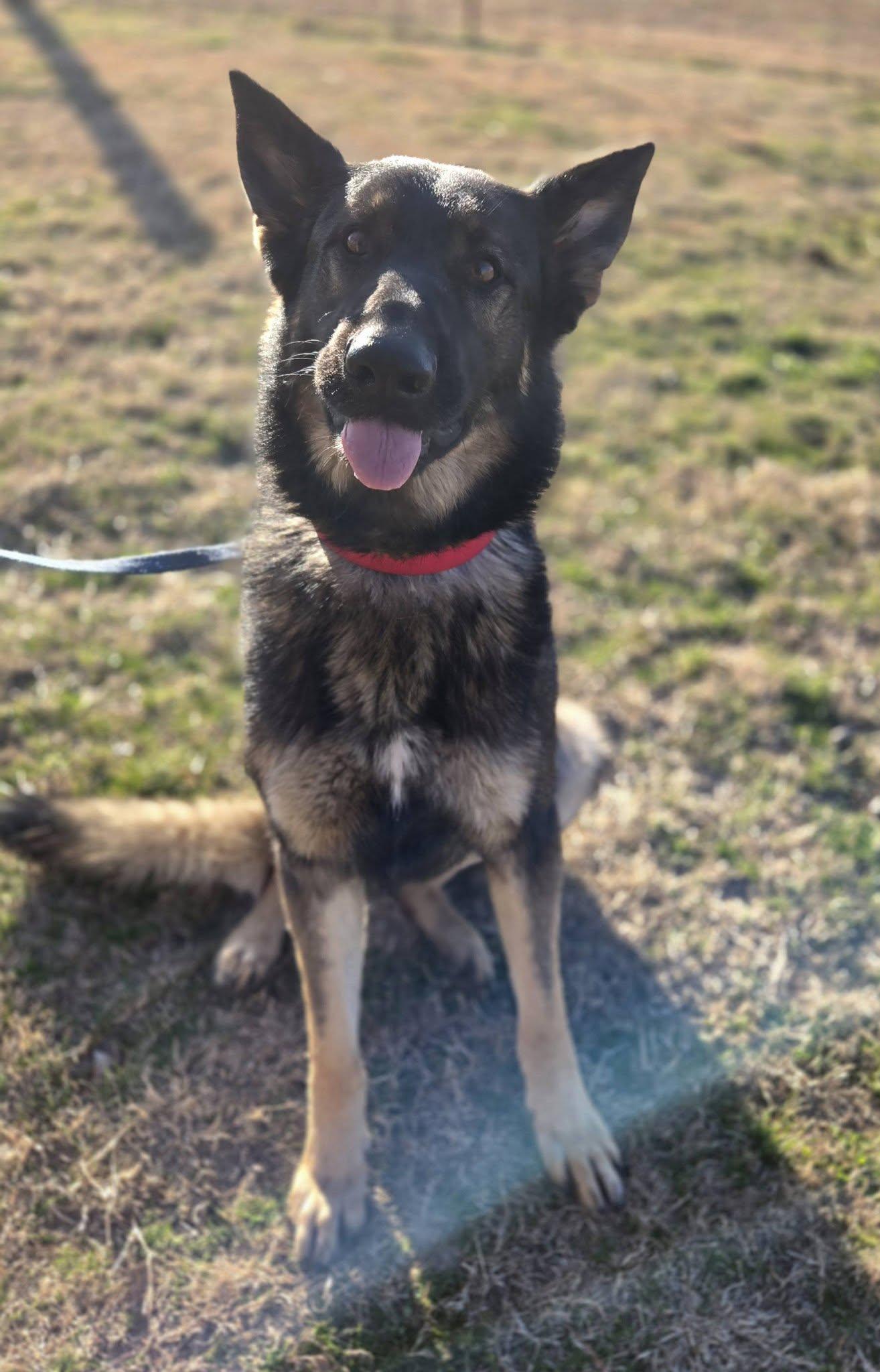 Enlarge Mack, an adopted mixed breed in Okemah, OK image 6/6