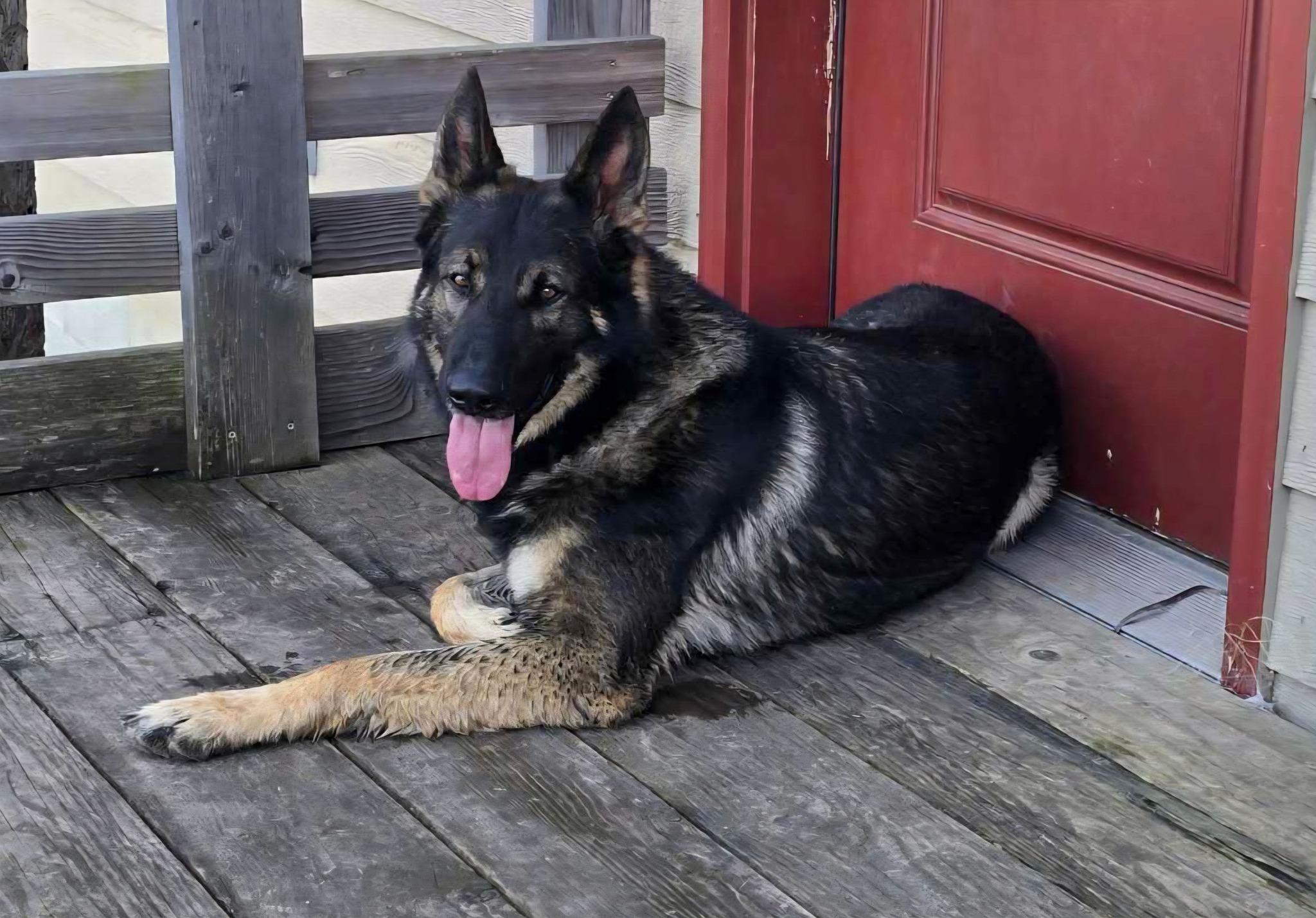 Enlarge Mack, an adopted mixed breed in Okemah, OK image 2/6