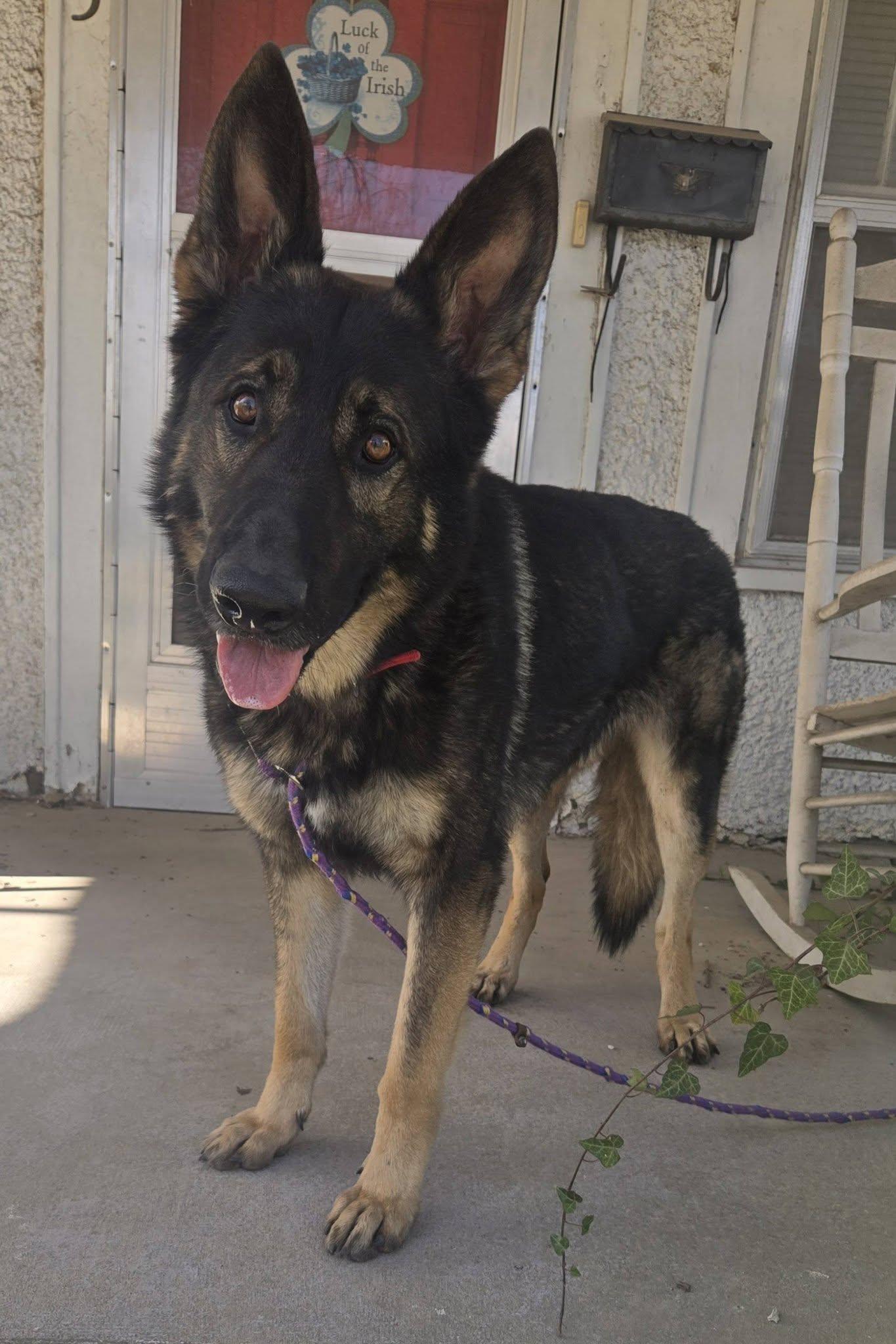 Enlarge Mack, an adopted mixed breed in Okemah, OK image 4/6