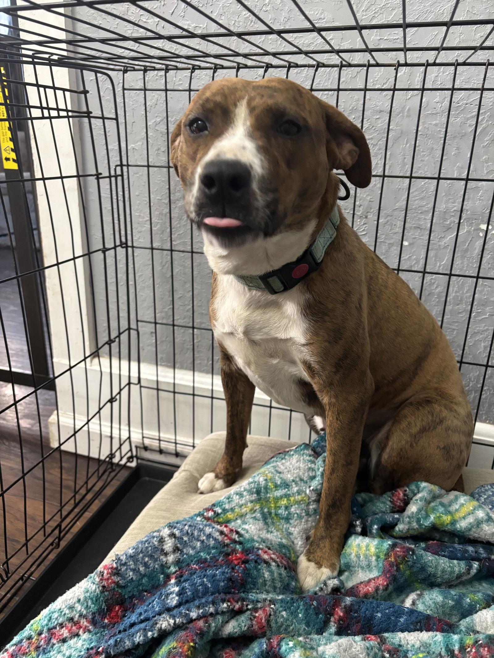 Dolly, a Adoptable American Staffordshire Terrier in Mc Cormick, SC image 1/3