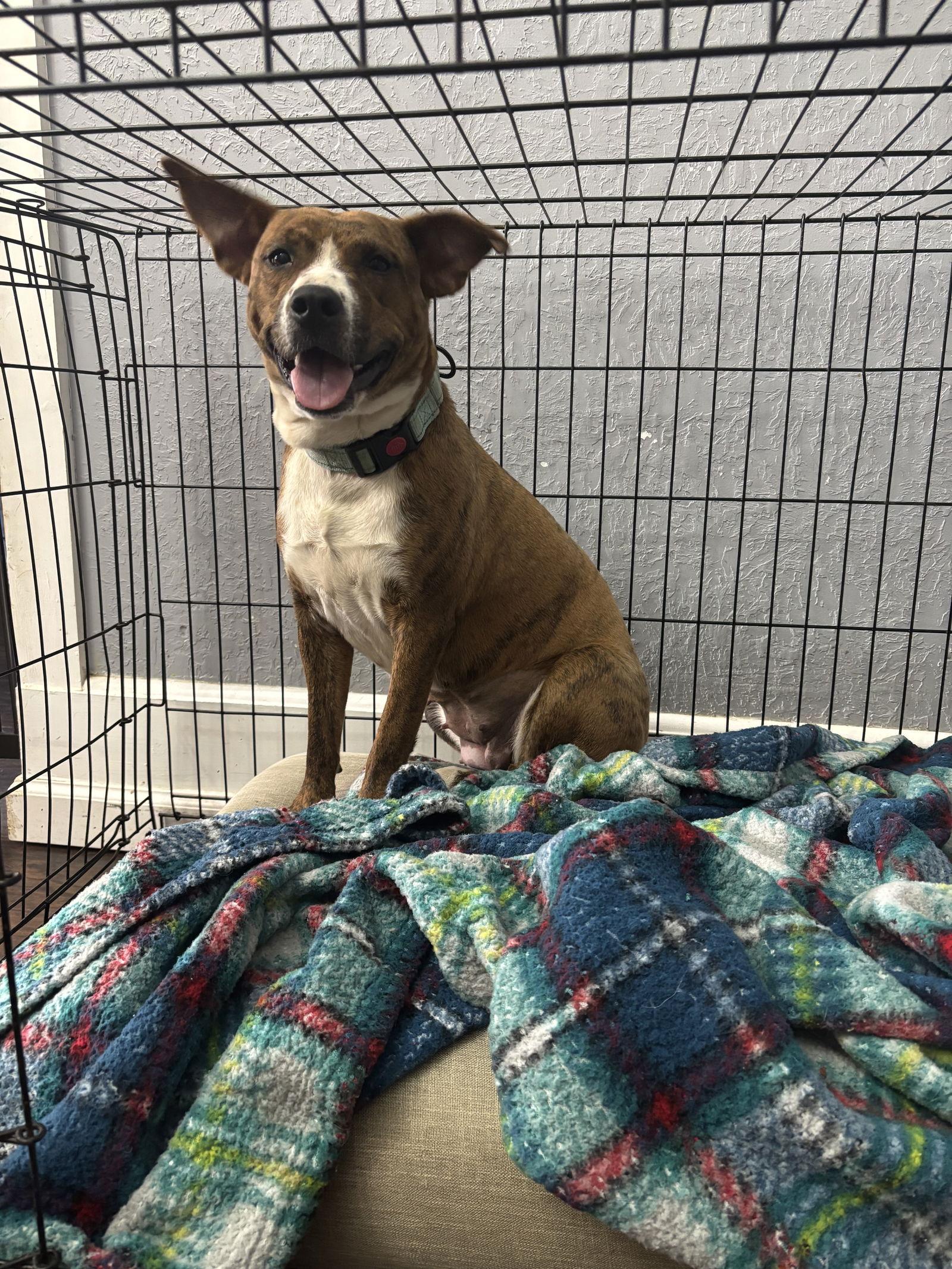 Dolly, a Adoptable American Staffordshire Terrier in Mc Cormick, SC image 2/3