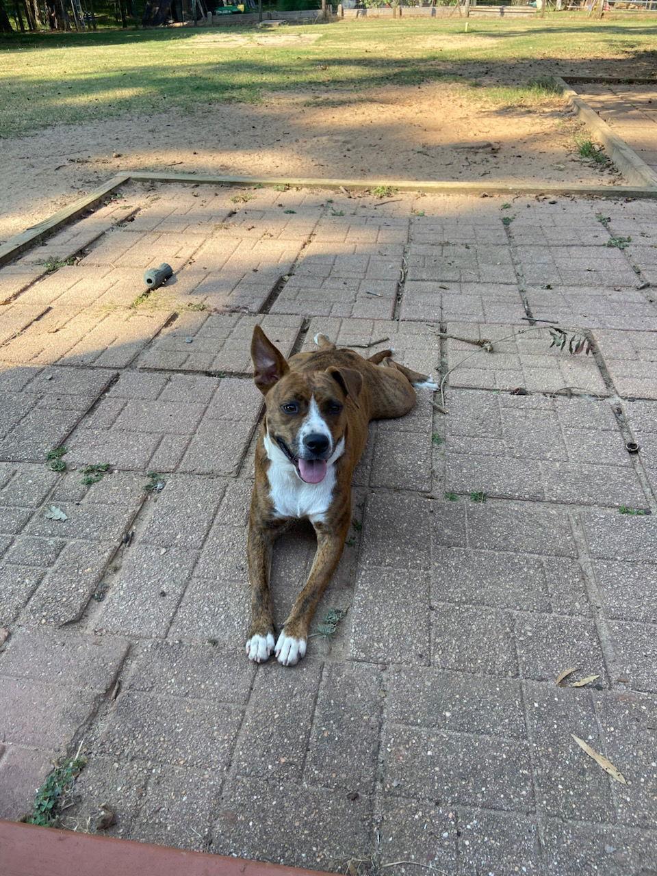 Dolly — thumbnail 3