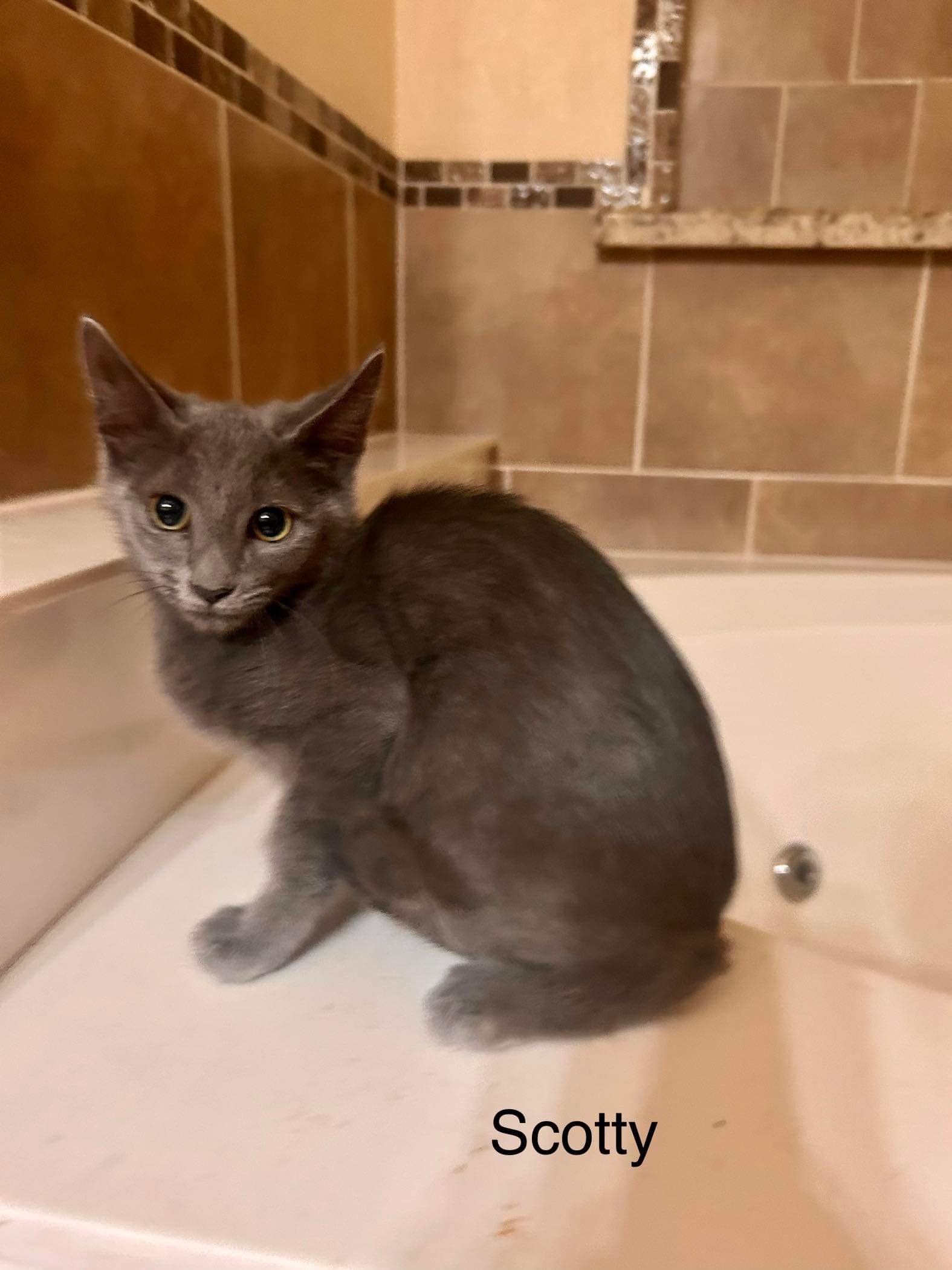 Enlarge Scotty, a Adoptable Russian Blue in Mabank, TX image 6/6