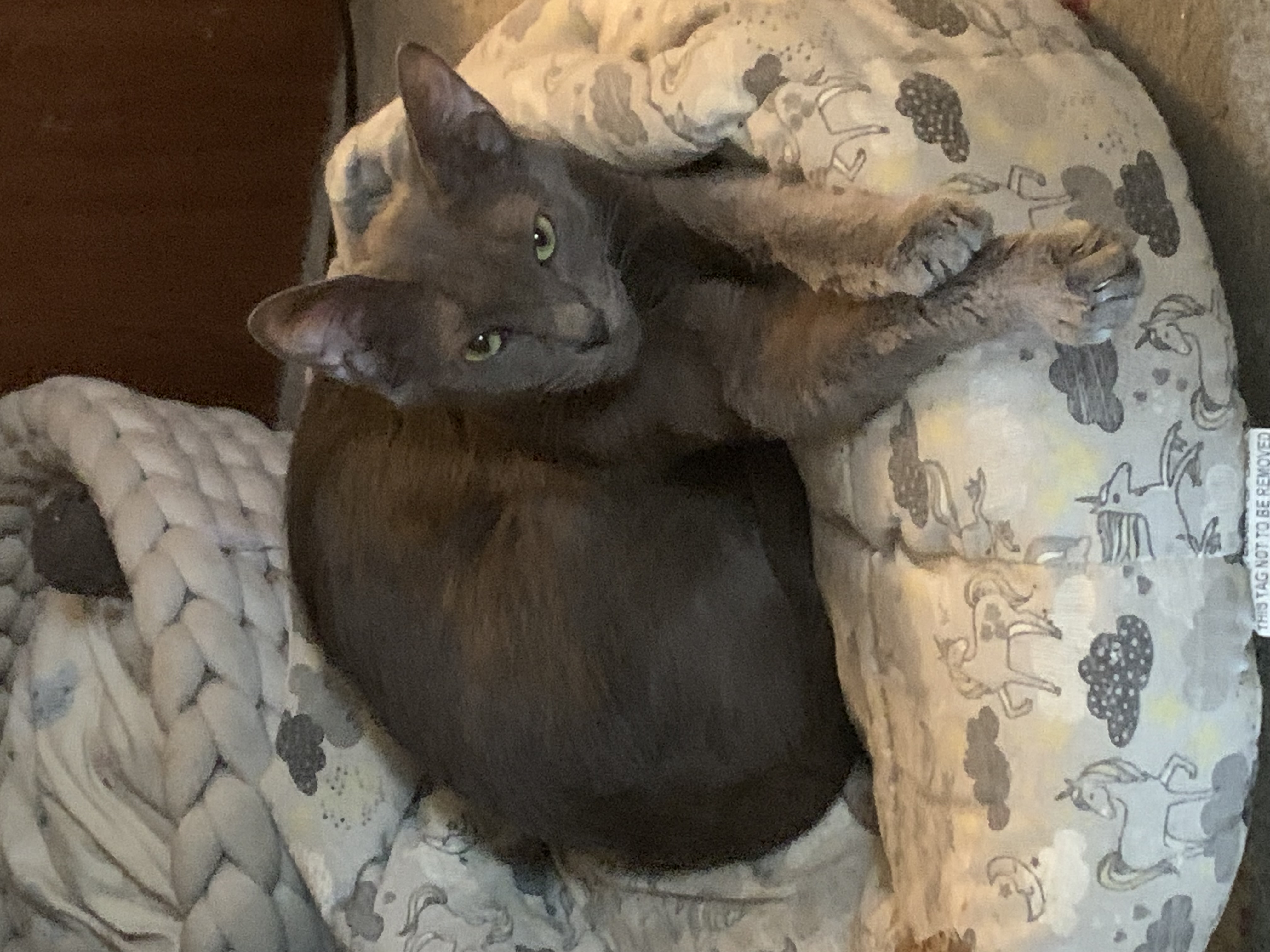 Enlarge Scotty, a Adoptable Russian Blue in Mabank, TX image 1/6