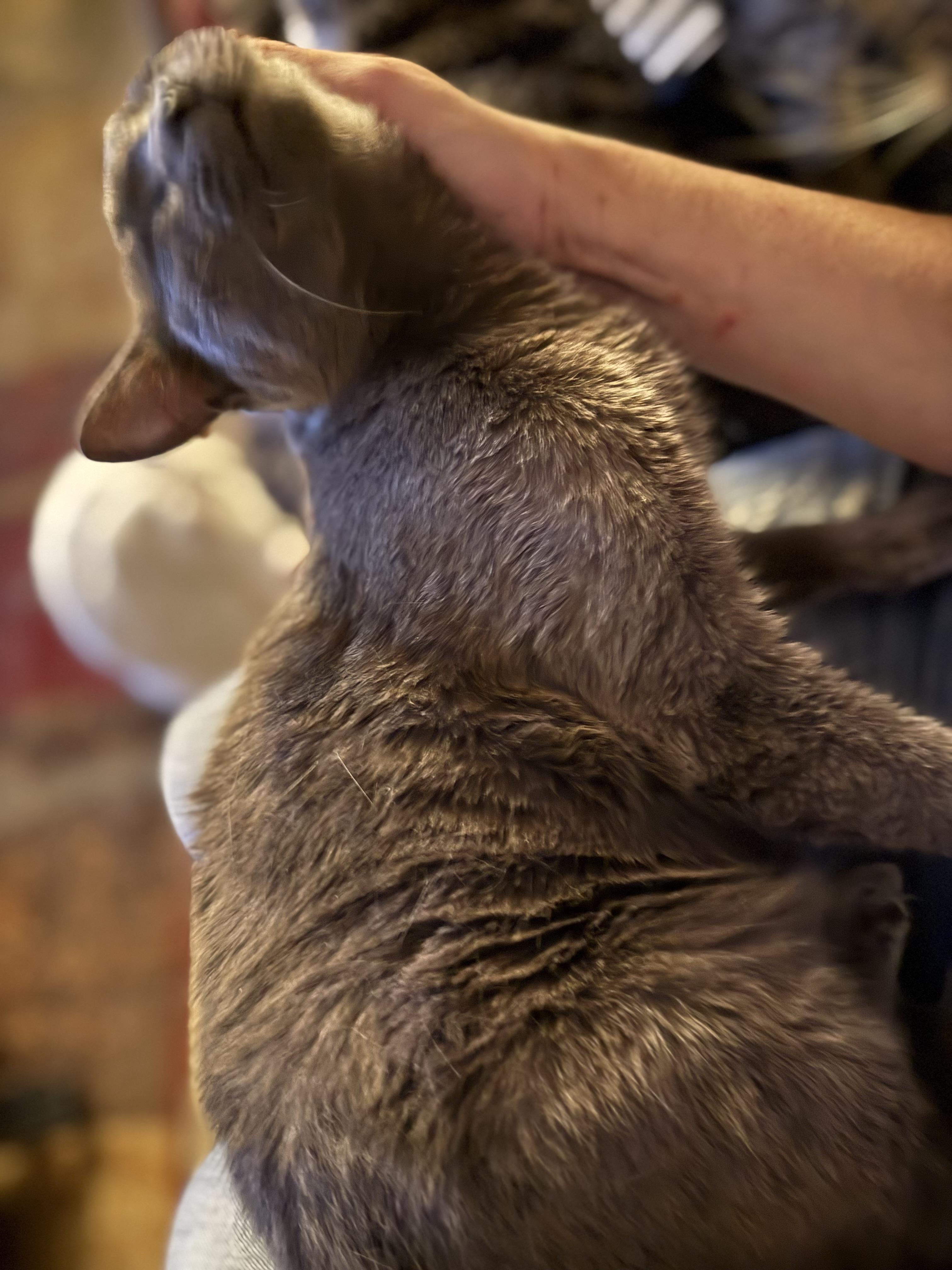 Enlarge Scotty, a Adoptable Russian Blue in Mabank, TX image 2/6