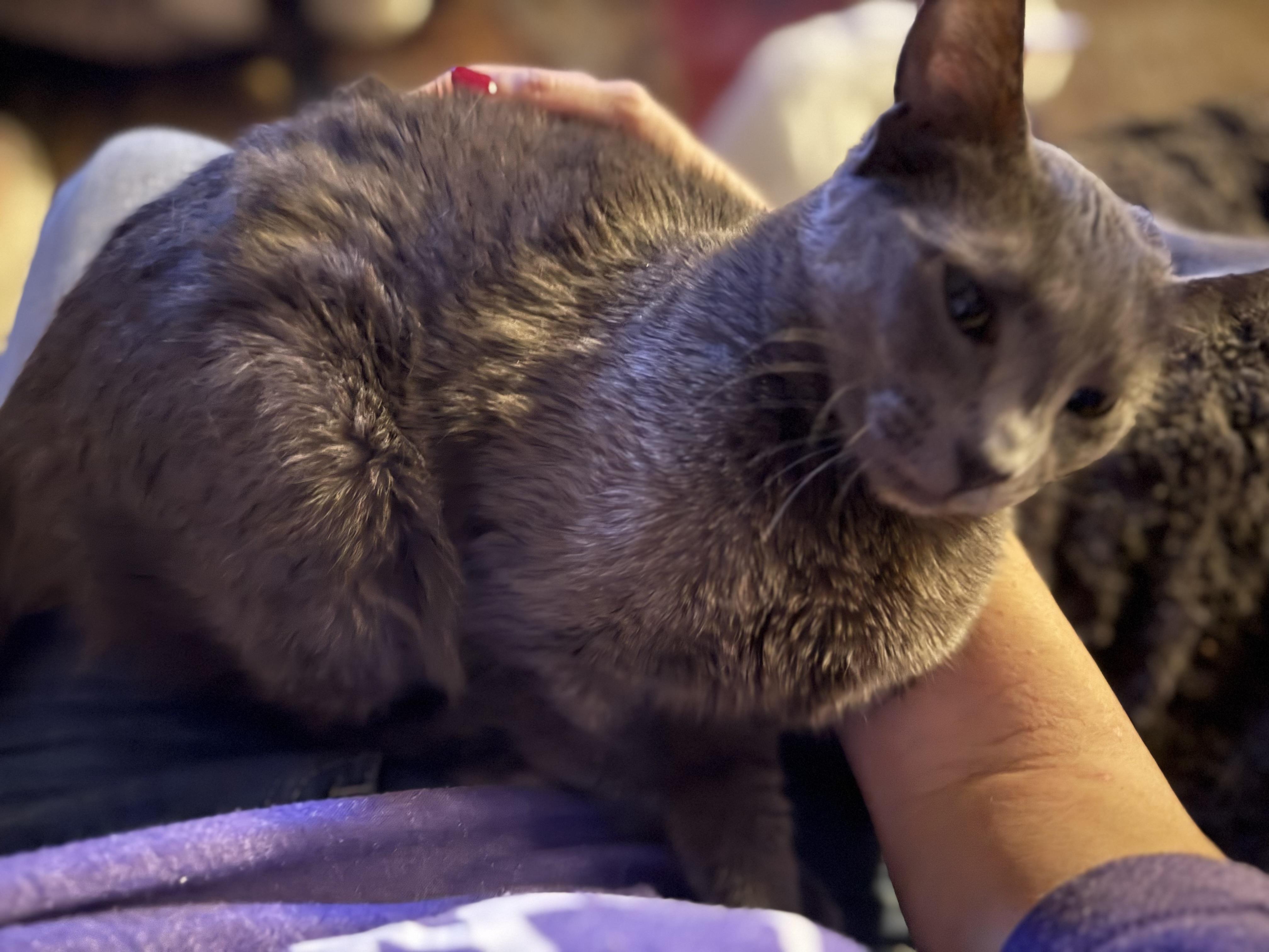 Enlarge Scotty, a Adoptable Russian Blue in Mabank, TX image 3/6