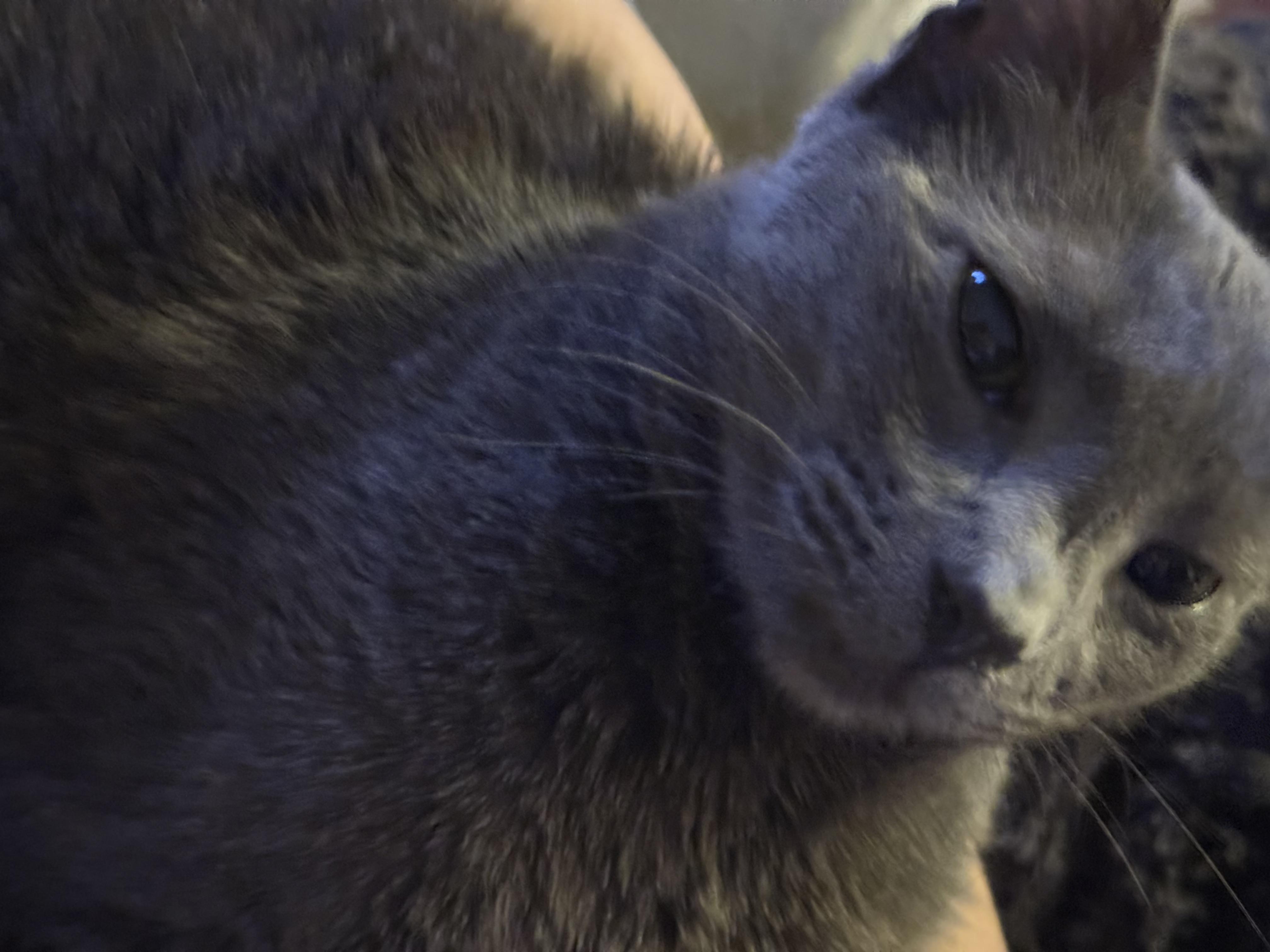Scotty, an adoptable Russian Blue in Mabank, TX, 75156 | Photo Image 4