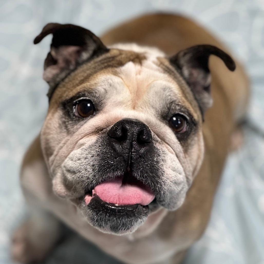 Jaxx, a ADOPTABLE English Bulldog in Belmar, NJ image 2/6