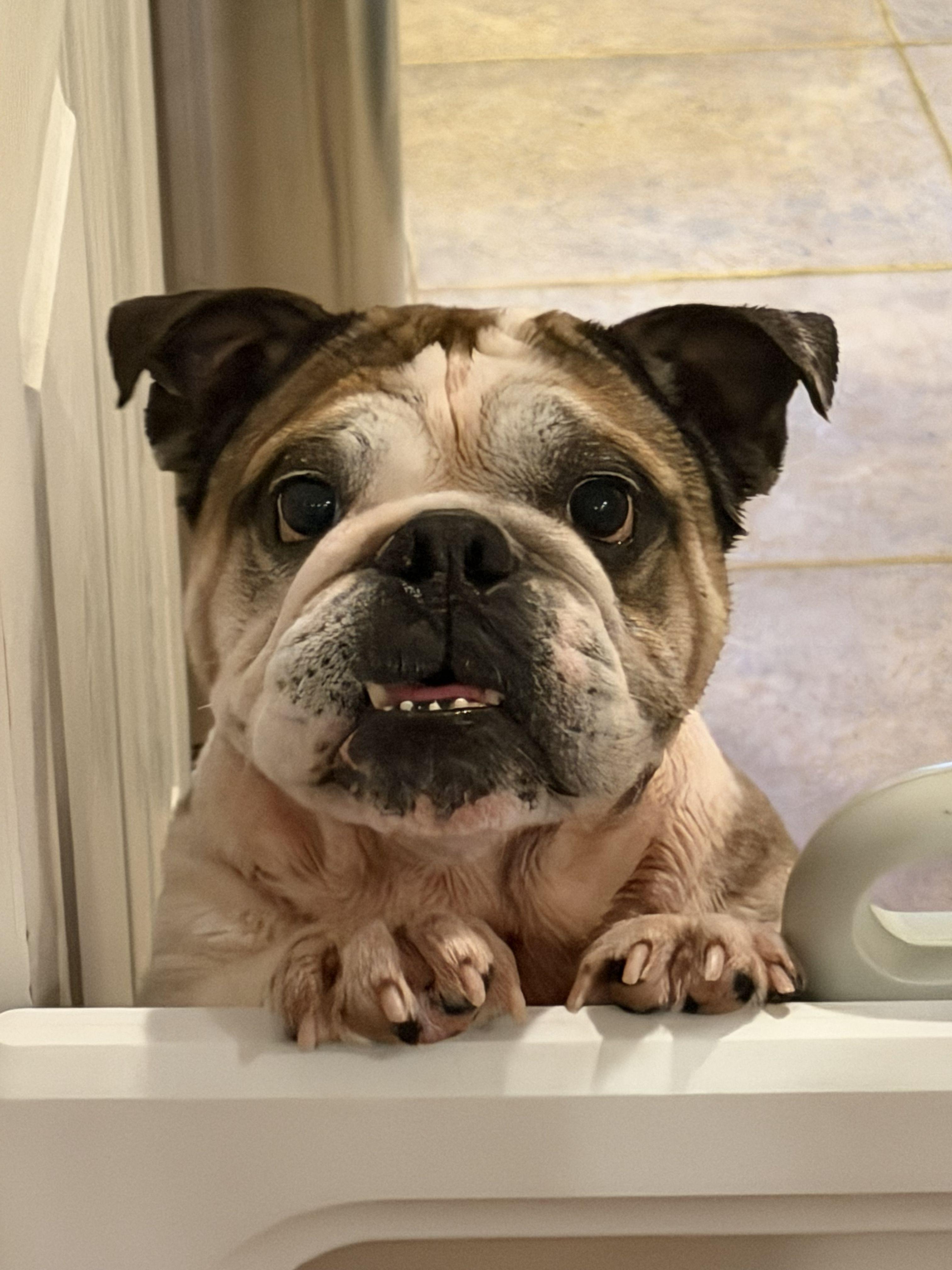 Jaxx, a ADOPTABLE English Bulldog in Belmar, NJ image 3/6