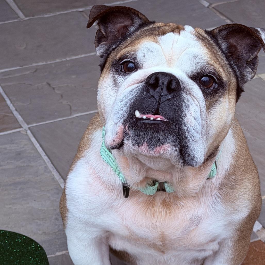 Jaxx, ADOPTABLE, Adult Male English Bulldog.