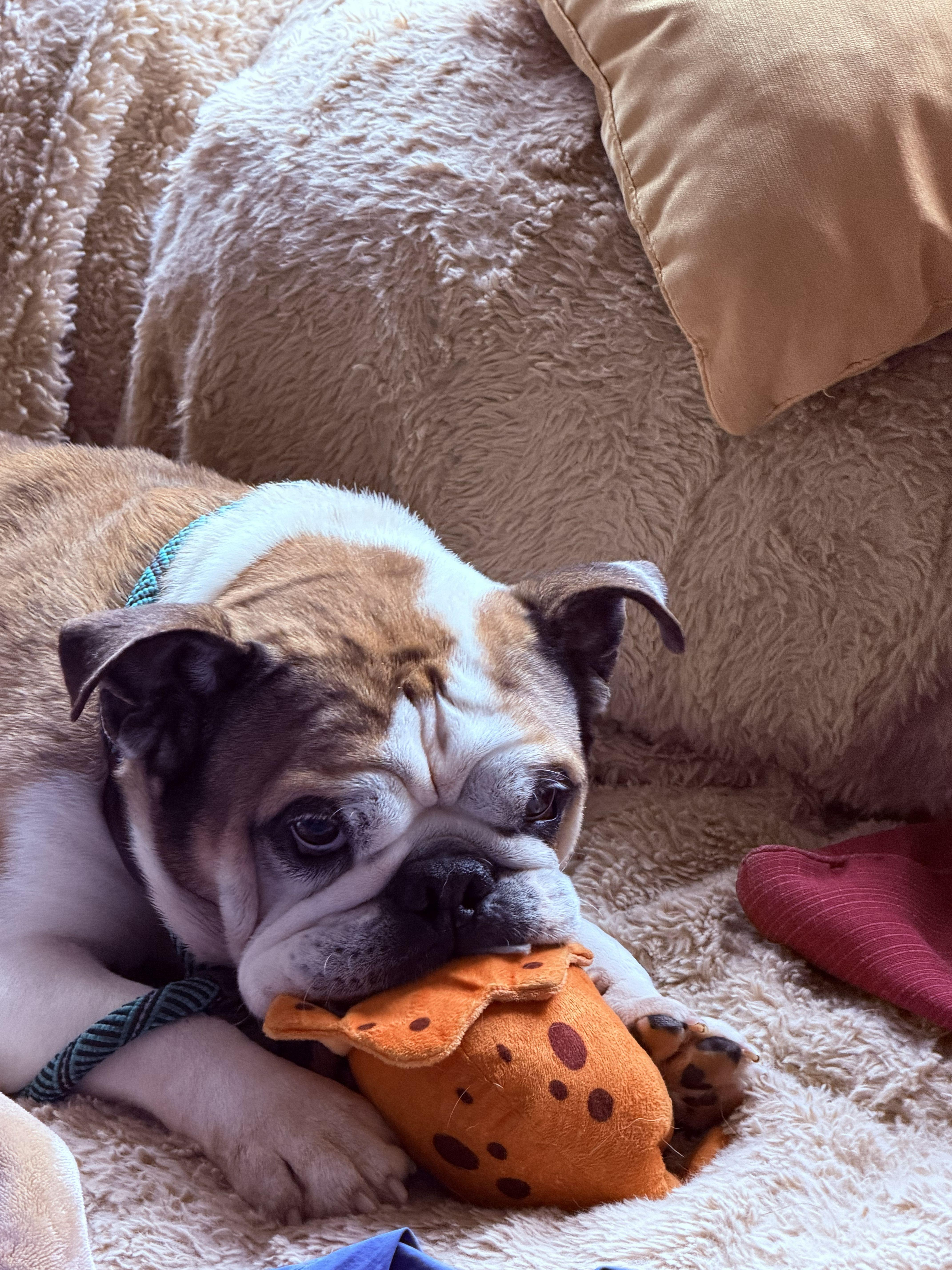 Jaxx, a ADOPTABLE English Bulldog in Belmar, NJ image 5/6