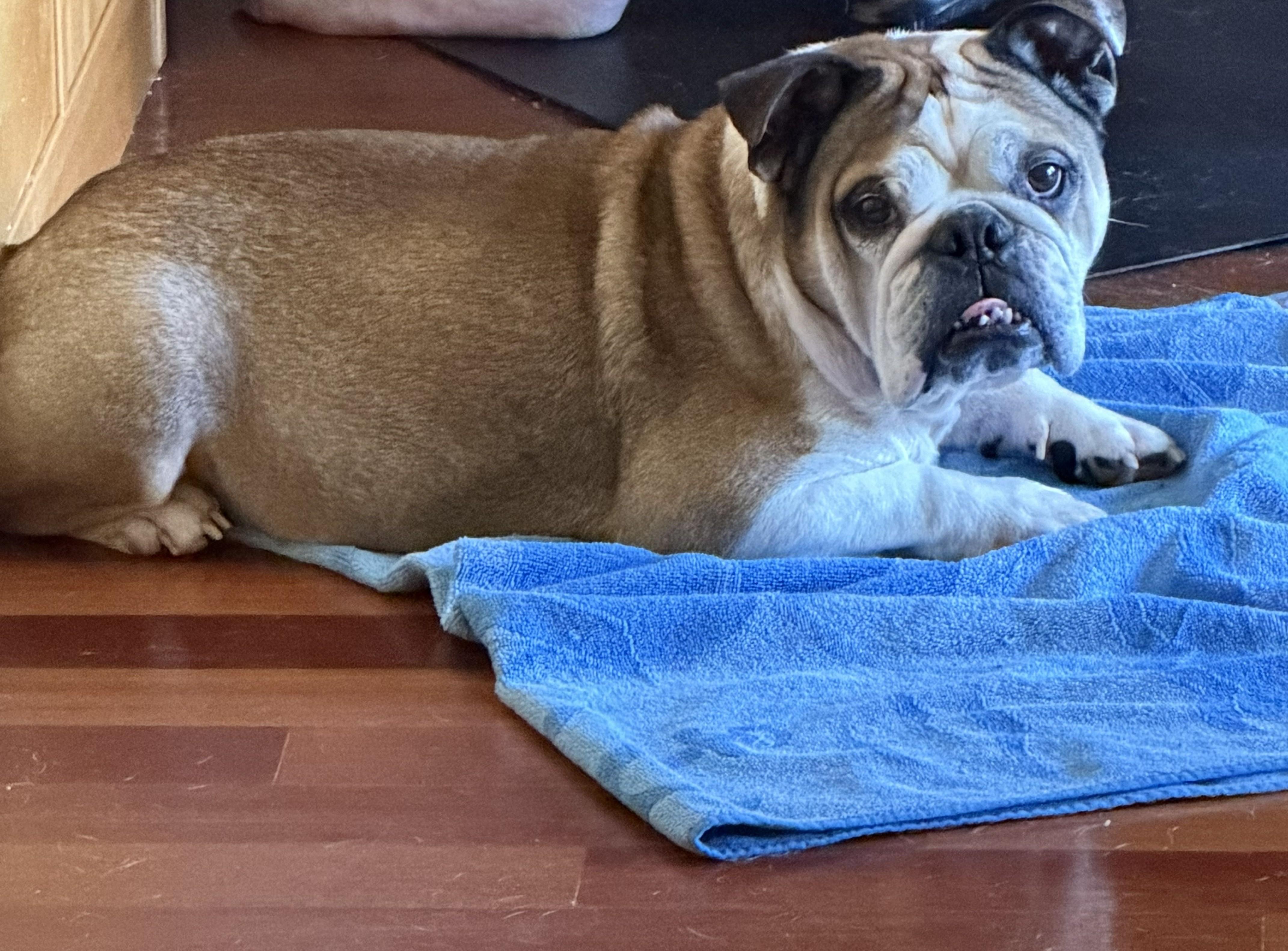 Jaxx, a ADOPTABLE English Bulldog in Belmar, NJ image 4/6