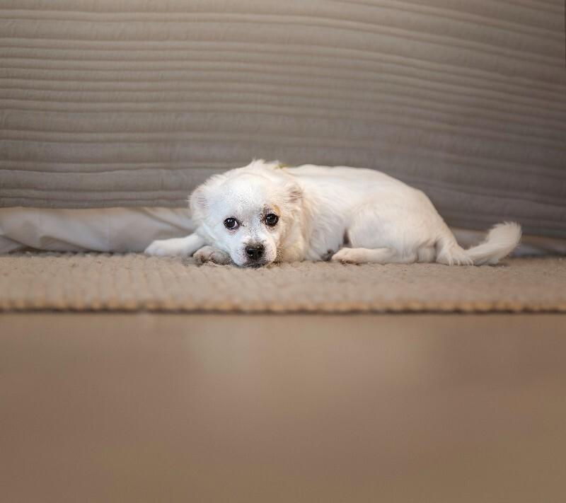 Jack White, Adoptable, Adult Male Jack Russell Terrier & Corgi.