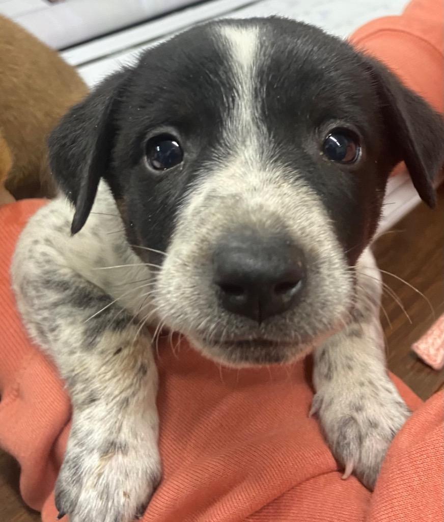 Enlarge Johnny, a Adoptable Australian Cattle Dog / Blue Heeler in Beebe, AR image 1/1