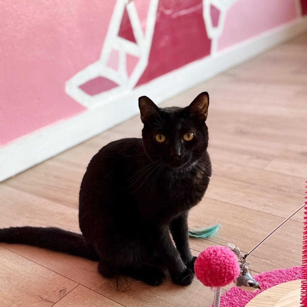 Crow, Adoptable, Adult Male Domestic Short Hair.