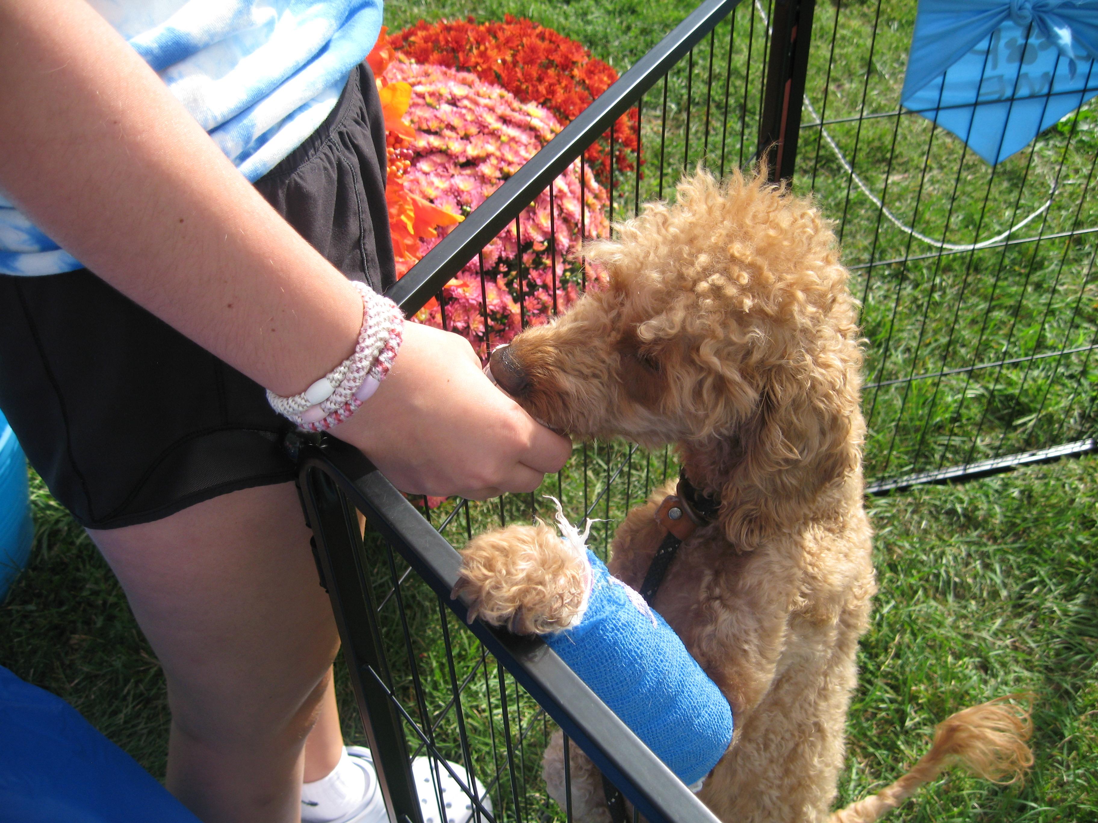 Enlarge Frizzle, a Adoptable mixed breed in Rye Brook, NY image 1/3