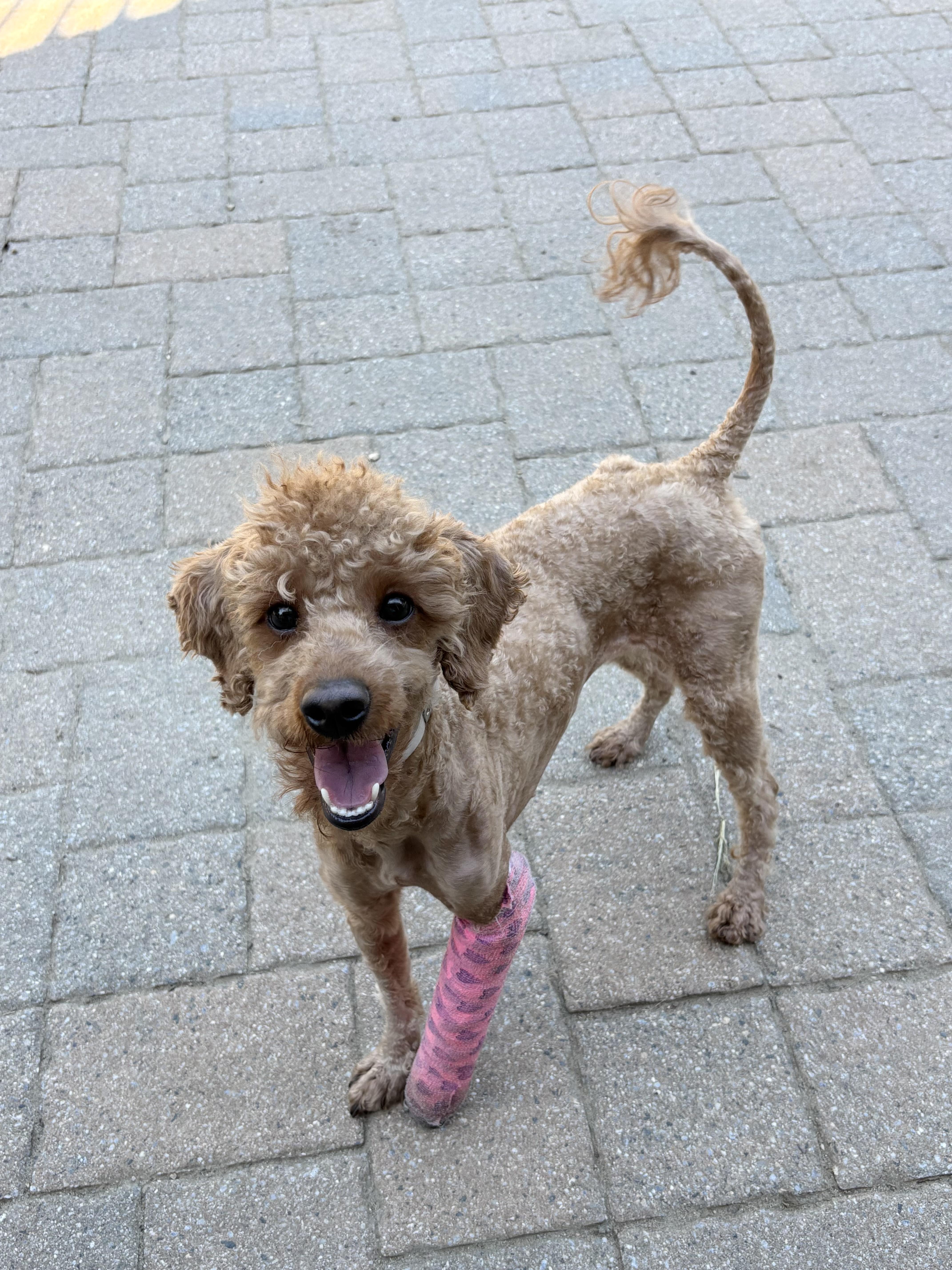 Enlarge Frizzle, a Adoptable mixed breed in Rye Brook, NY image 2/3