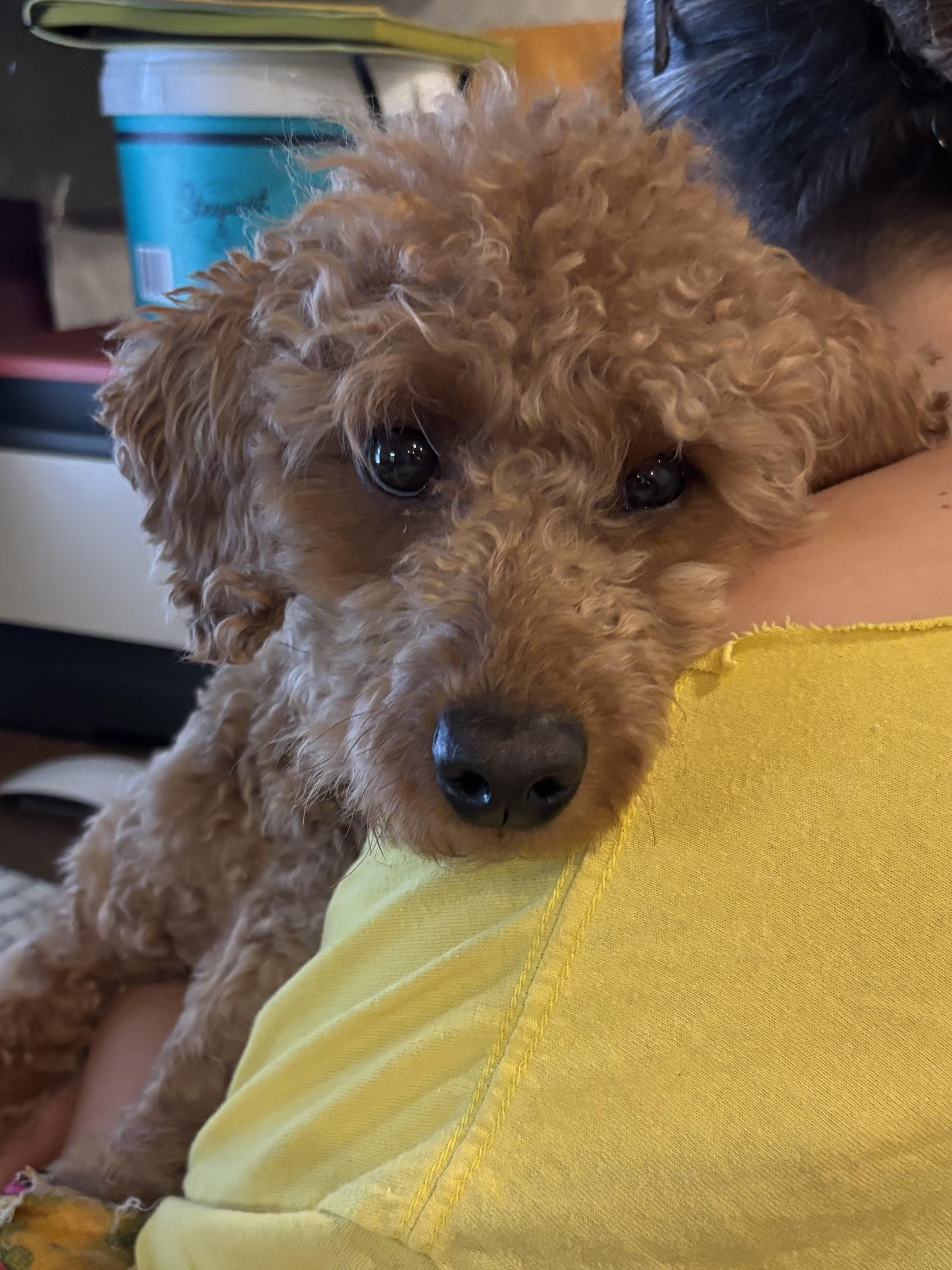 Enlarge Frizzle, a Adoptable mixed breed in Rye Brook, NY image 3/3