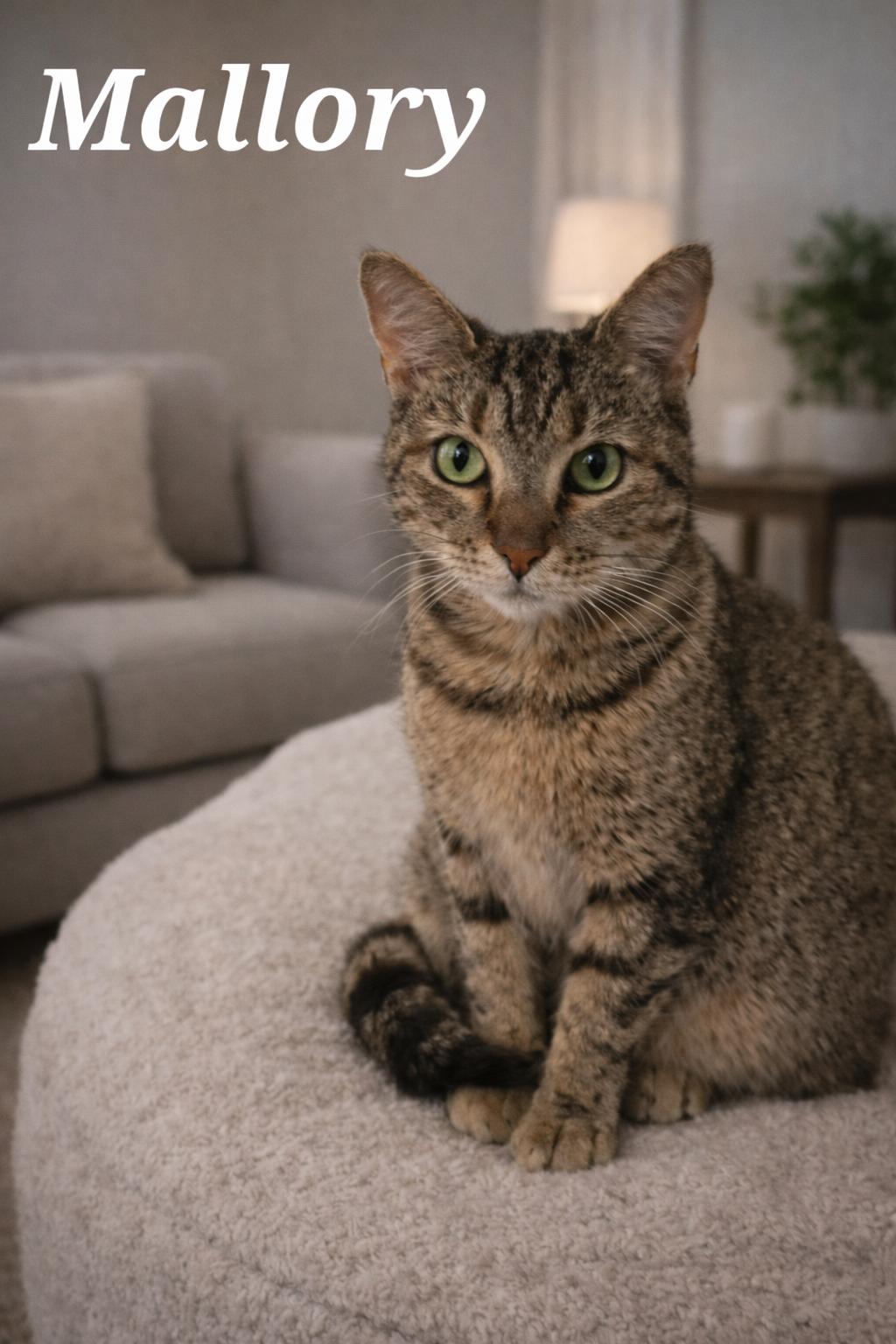 Mallory, Adoptable, Young Female Tabby.