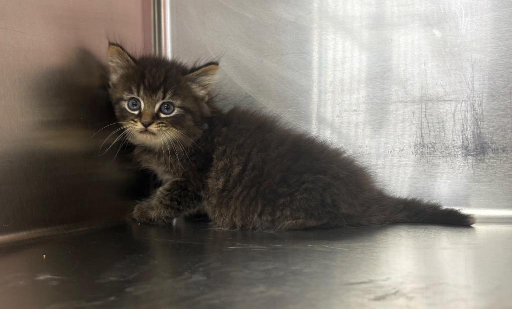 Brandon, Adopted, Kitten Male Domestic Medium Hair.