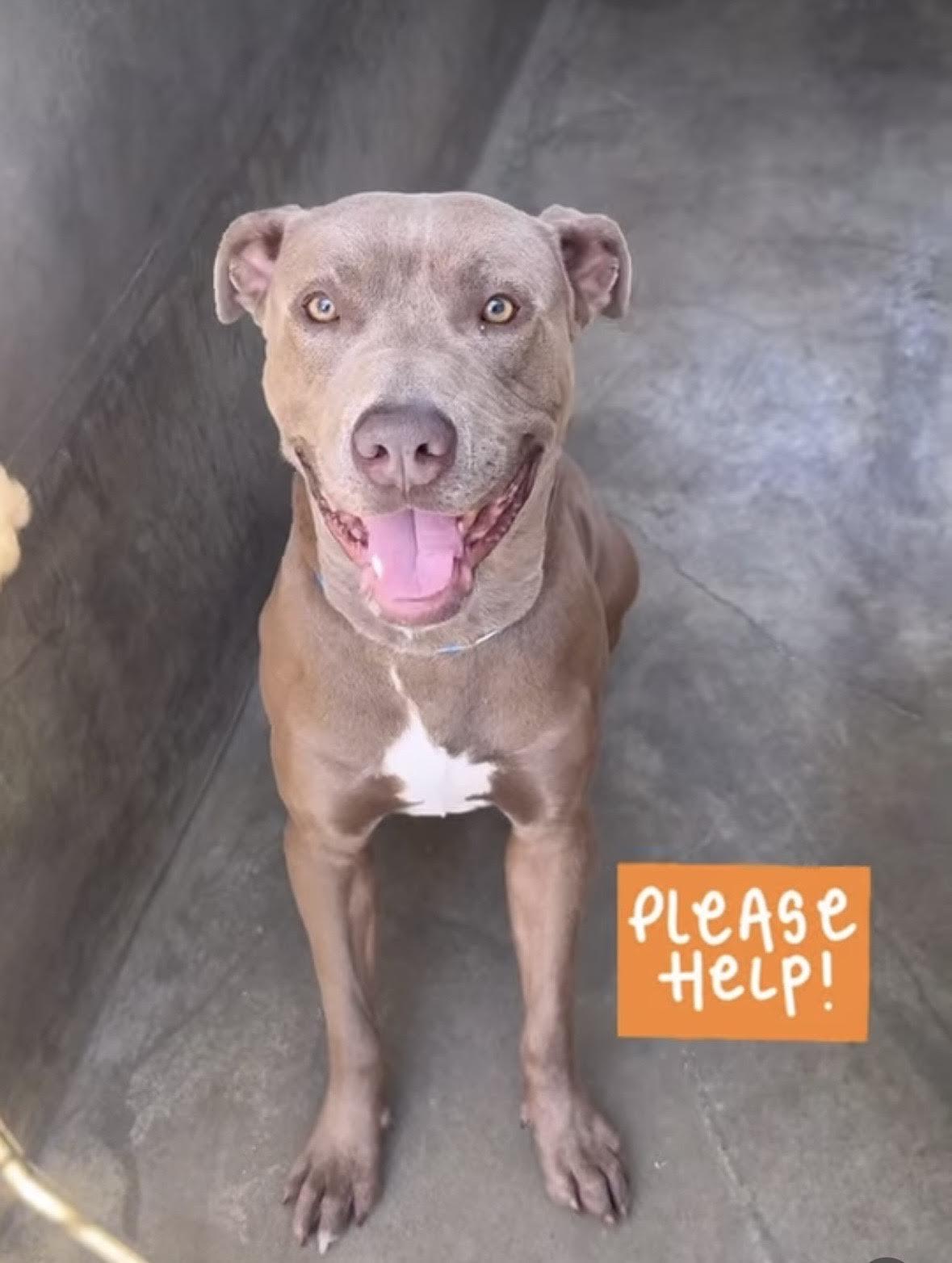 Liam, a ADOPTABLE mixed breed in Las Vegas, NV image 1/2