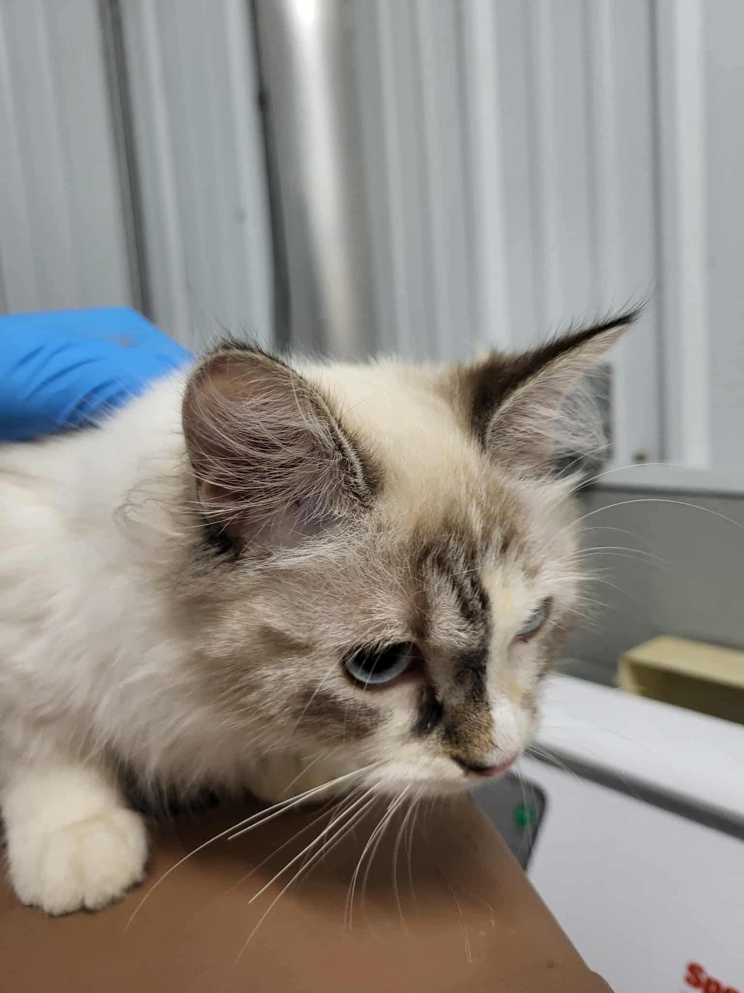 Giselle (Bonded with Pawla), Adoptable, Young Female Siamese.