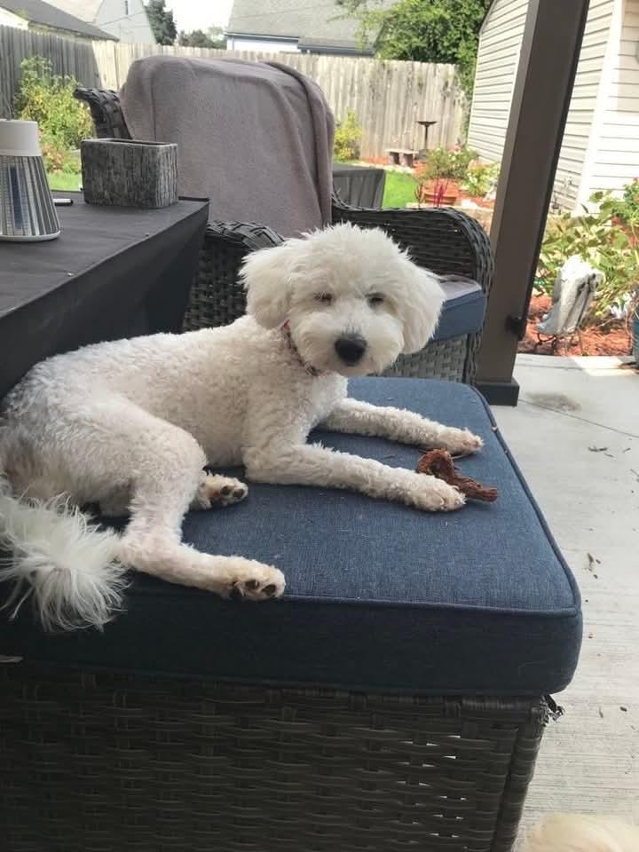 Enlarge Babs, a Adopted mixed breed in Ferndale, MI image 3/6