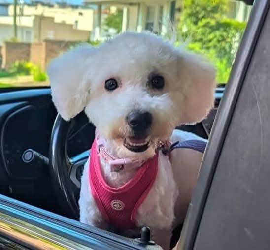 Enlarge Babs, a Adopted mixed breed in Ferndale, MI image 1/6