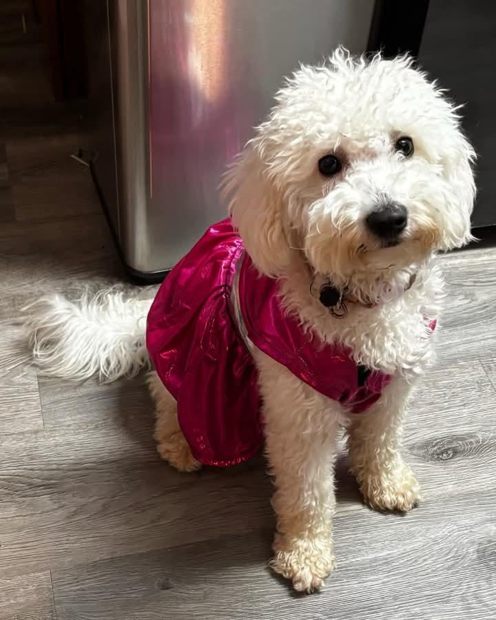 Enlarge Babs, a Adopted mixed breed in Ferndale, MI image 4/6