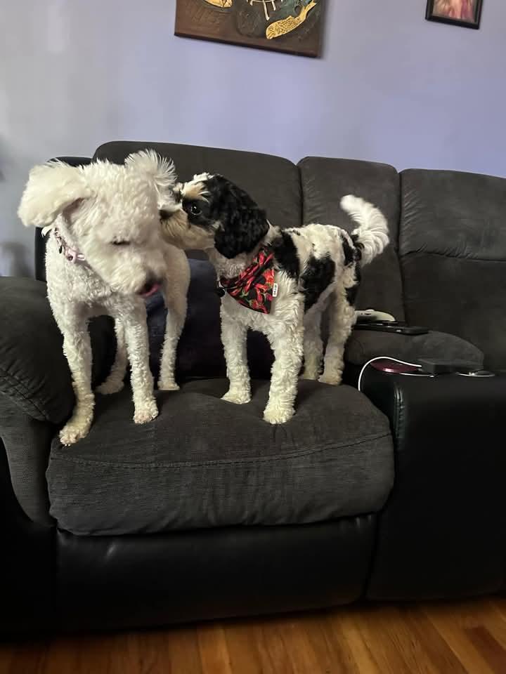 Enlarge Babs, a Adopted mixed breed in Ferndale, MI image 6/6