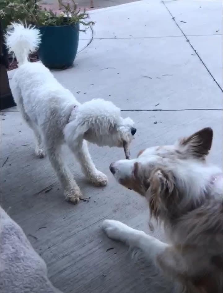 Enlarge Babs, a Adopted mixed breed in Ferndale, MI image 5/6