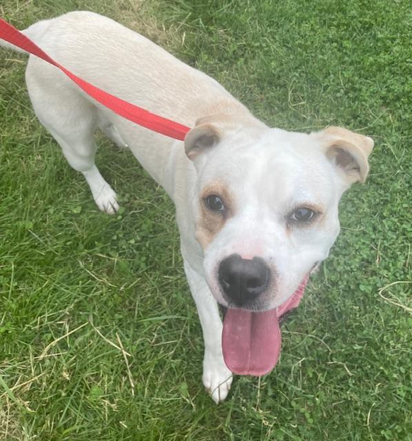 Rudy, Adoptable, Adult Male Labrador Retriever & Boxer.
