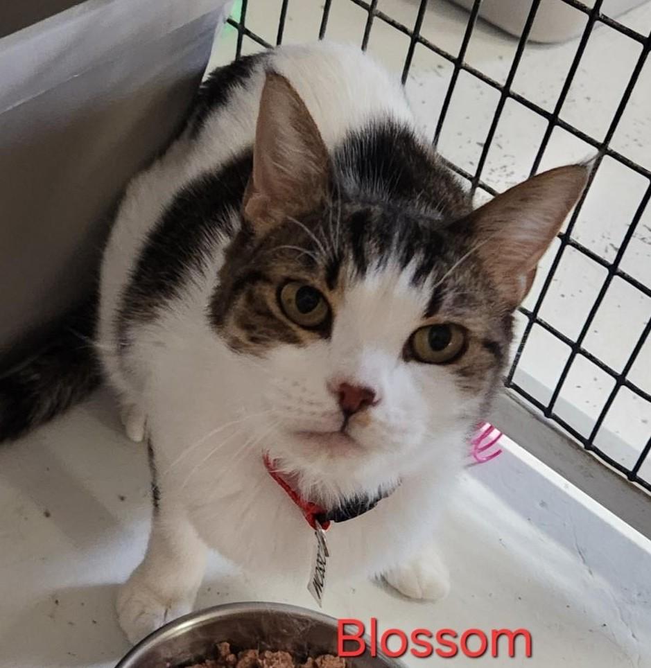 Blossom