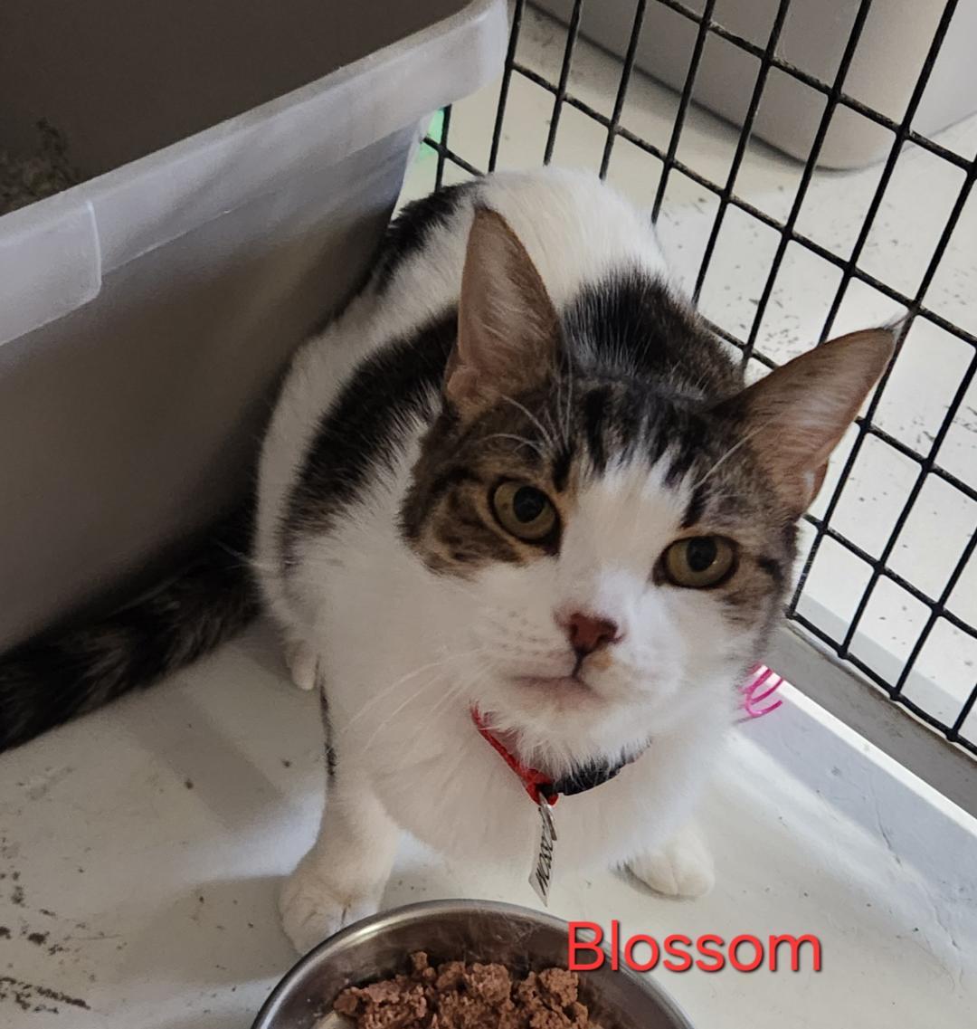 Blossom