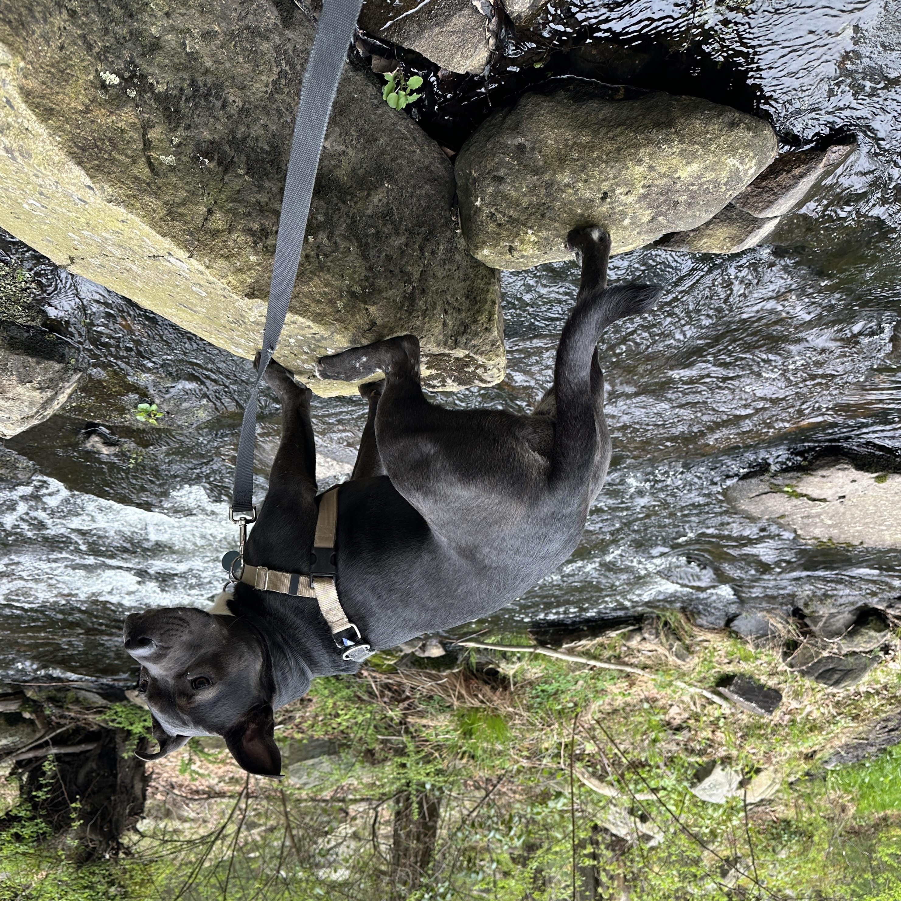 Enlarge Ripley, a Adopted Mixed Breed in New Paltz, NY image 3/3