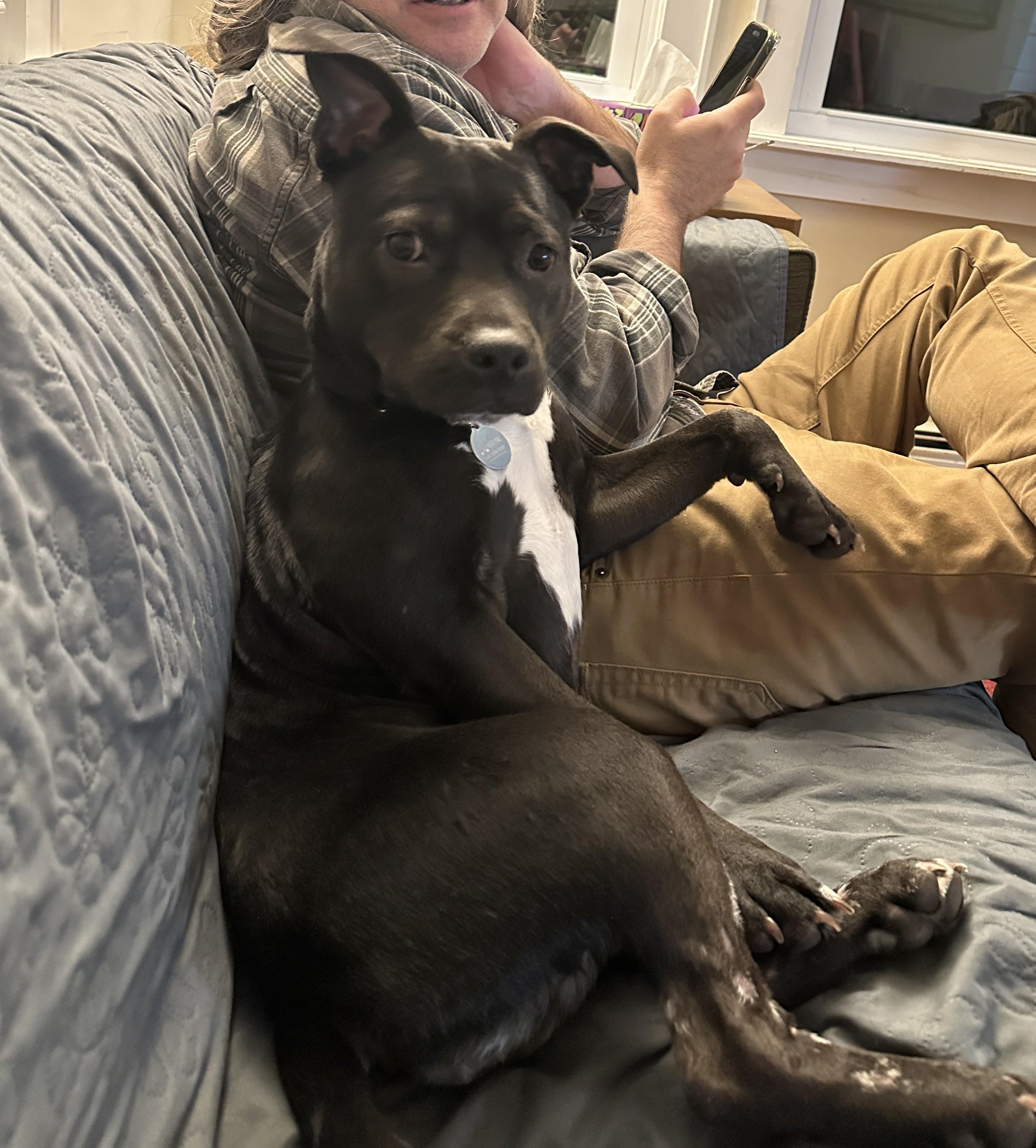 Enlarge Ripley, a Adopted Mixed Breed in New Paltz, NY image 2/3