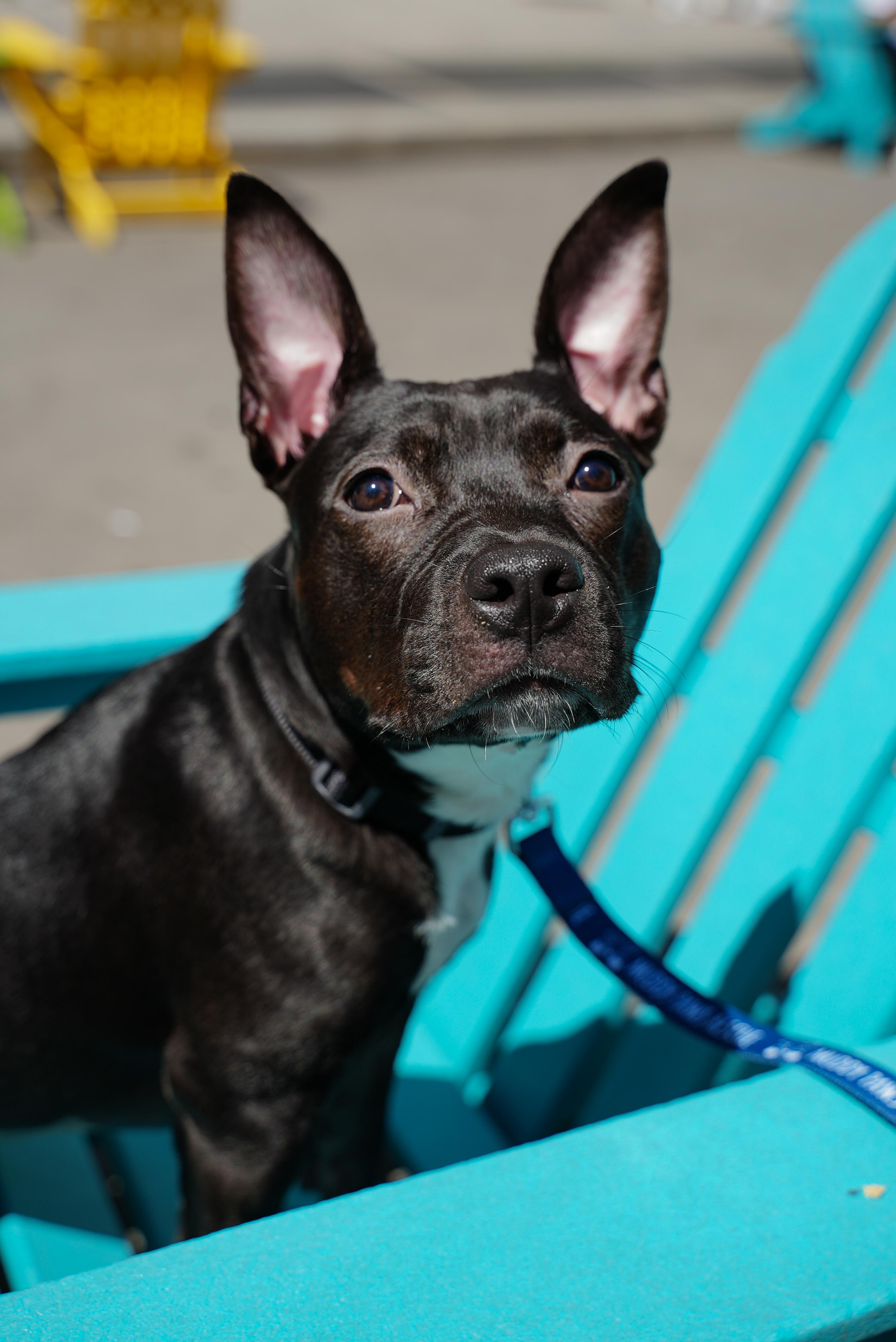 Ripley, Adopted, Adult Female Mixed Breed.