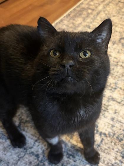 Vampire Bill, Adoptable, Senior Male Domestic Short Hair & Domestic Short Hair.