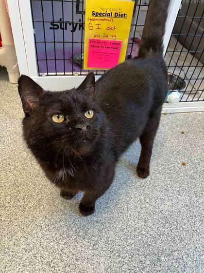 Vampire Bill — thumbnail 2