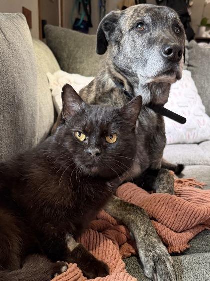 Enlarge Vampire Bill, a Adoptable mixed breed in Madison, WI image 2/3