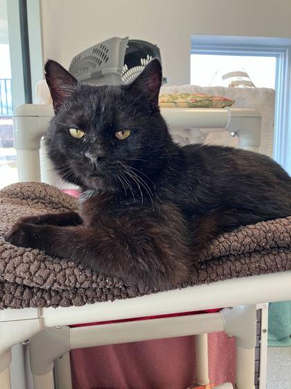 Enlarge Vampire Bill, a Adoptable mixed breed in Madison, WI image 3/3