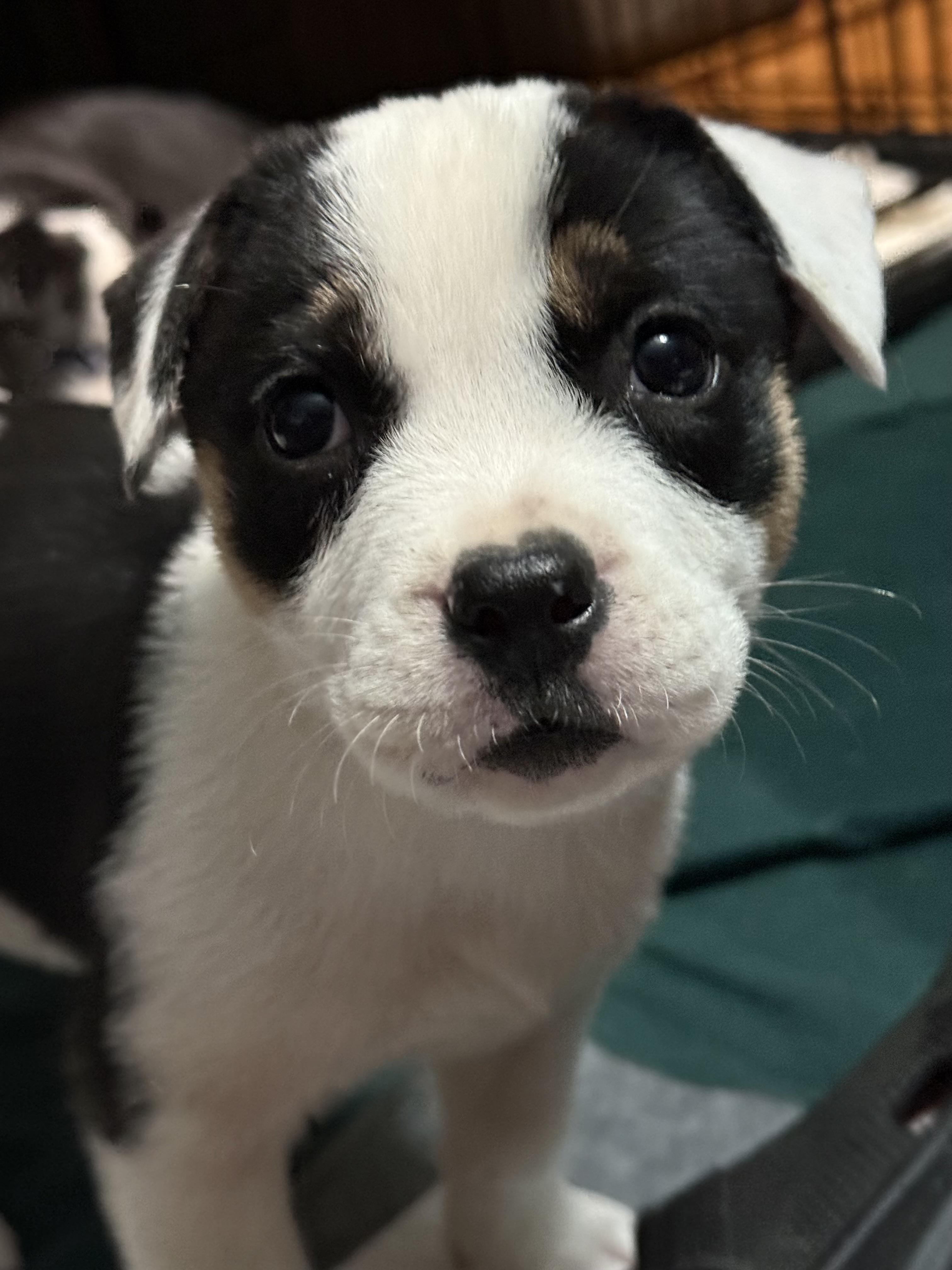 Enlarge Phoebe, a ADOPTABLE mixed breed in Cary, IL image 1/1