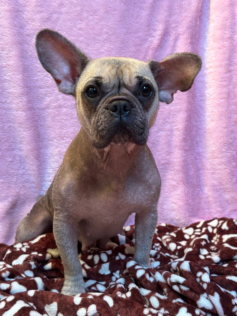 Ellie, Adopted, Young Female French Bulldog.