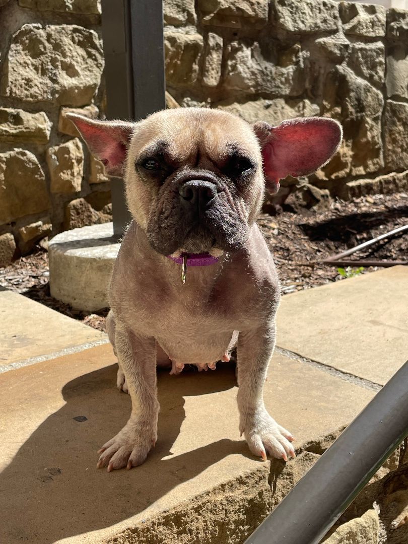Enlarge Ellie, a Adopted French Bulldog in Garland, TX image 2/3