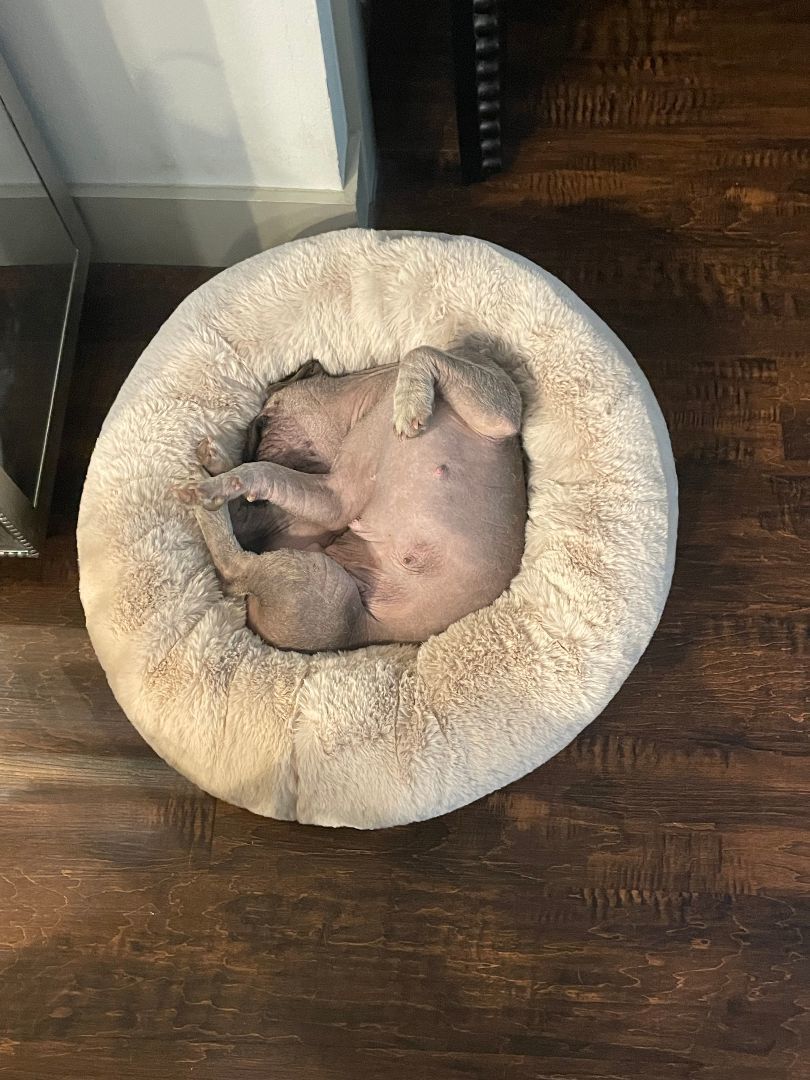 Enlarge Ellie, a Adopted French Bulldog in Garland, TX image 3/3