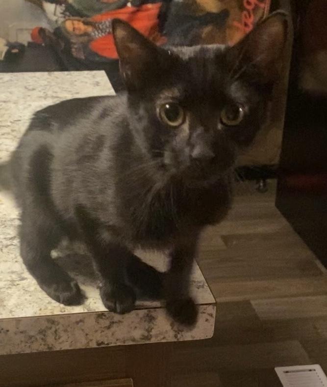 Coal, Adoptable, Young Male Domestic Short Hair.