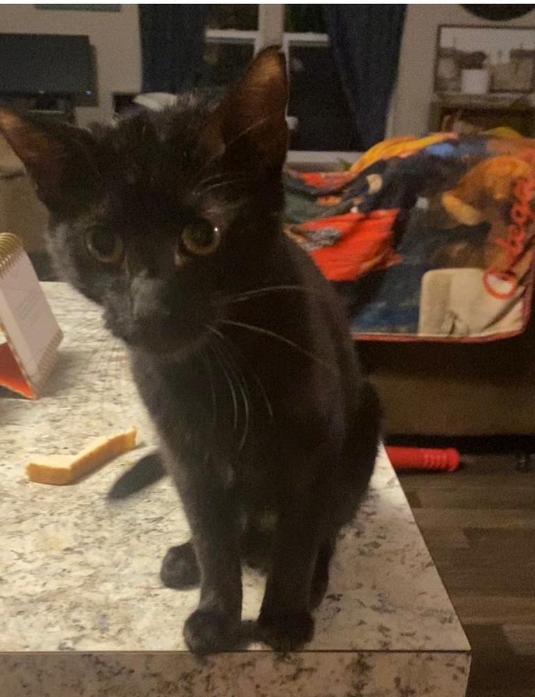 Enlarge Coal, a Adoptable Domestic Short Hair in Plumerville, AR image 2/2