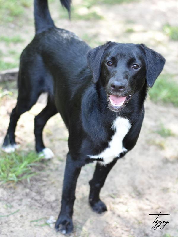 Tippy, Adoptable, Adult Female Hound.